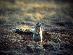http://www.cybercollege.com/../pix/grownnhog.jpg